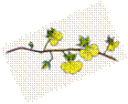 yellowflowers